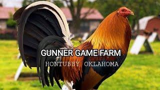 GUNNER GAME FARM || Original line from original breeder with jhon bottoms, Oklahoma USA.