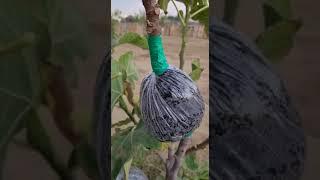 طريقة عمل الترقيد الهوائي للتين