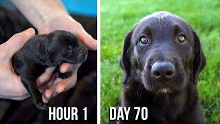 Lab Puppies Growing from 1 Hour to 70 Days - A Documentary