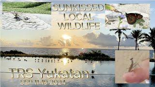 Sunkissed Local Wildlife (small & great) at TRS Yukatan