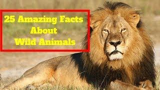 Learning about Wild Animals | 25 Amazing Facts about Wild Animals (2018)