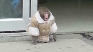 Lost monkey roams Ikea