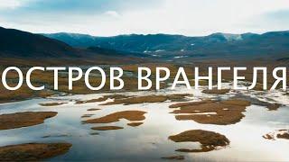 Остров Врангеля I Или природа всего мира на клочке земли