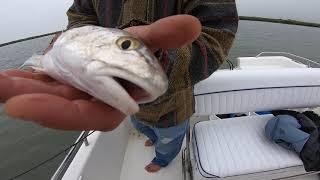 Phil Souza - Listening to Fish Research