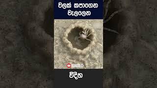 එයාාගේ නිවස️ | Wishmitha Lowa wata  | entertainment #viral #viralvideos #shorts