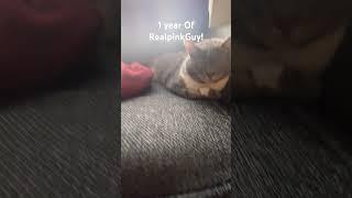 Thank You #1 #cat #thanks #Realpinkguy #cat funny #funny