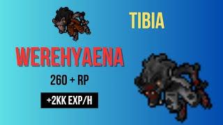 Royal Paladin na Werehyenach – 2kk/h EXP w Darashii! Tibia 2024