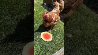 Mis Gallinas Comiendo Sandía 