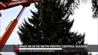 Brad de 29 de metri pentru centrul Sucevei. Arborele a fost recoltat din OS Breaza