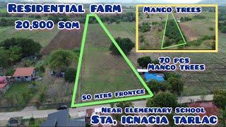 Lot#591 Residential farmlot w/ 70 pcs mango trees near school, wide frontge. 20,800 sqm 350/ sqm