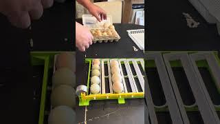 Hatching Time Incubator & Hatcher Full Demo