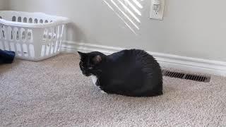 The loaf is angry