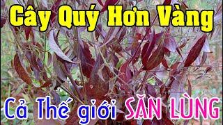 Loài cây quý hơn Vàng cả thế giới săn lùng có đầy ở Việt Nam mà chẳng ai thèm để ý tới