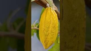 First cocoa fruit #fruit #harvest  #mygarden #gardening #shorts #ytshorts #beautifulnature 