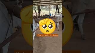 Mangoman life - Kolhu ka bail #travelvlog #shortvideo #viral
