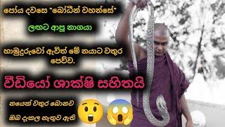 How to make a cobra drink water , බෝතලේගම හාමුදුරුවෝ