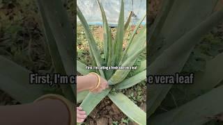 How to make 100% Pure Aloevera Gel at Home  #aloeveragel #howto #diy