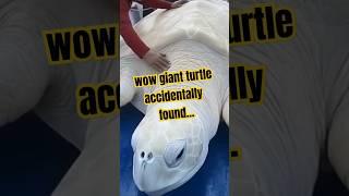 wow giant turtle accidentally found #animals #shorts #viral #pets