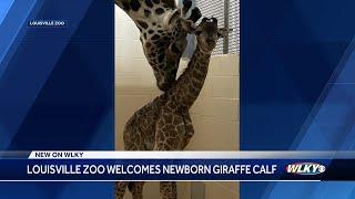 Louisville Zoo welcomes newborn giraffe calf