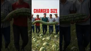 Harvest unique long watermelon variety