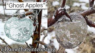 r/Damnthatsinteresting | invisible apples