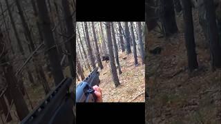 охота на сильного кабана #cinghiale #chasse #wildboar #охота