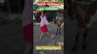 ADU KEPALA  #tukang  #ngarit #kambing #kepala #adubanteng #rumputlapangan #kampung #petani  #sawah