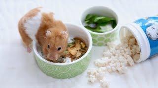 How MUCH & how OFTEN should you feed your hamster?