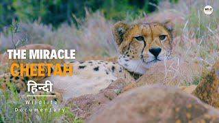 The Miracle Cheetah - हिन्दी डॉक्यूमेंट्री | Wildlife documentary in Hindi