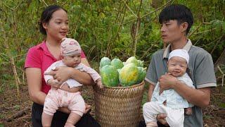 Harvesting papaya to sell at the market - it's even more difficult when your child is sick