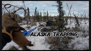 Alaska Trapping for Marten, Wolf, Wolverine, and Lynx