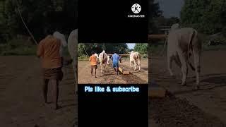 SSR bulls #shorts #ytshorts #viralshorts  #1millionviews