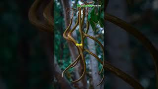 Top 3 facts about trees in amazon rainforest #facts #trending #wildlife #rainforestexploration