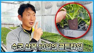 수국 삽목 후 10일이 가장 중요합니다!! 수국 삽목 후 관리방법!! 예상치 못한 수국 삽목 실패 원인과 대처!!