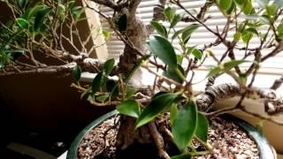 Tropical bonsai defoliation