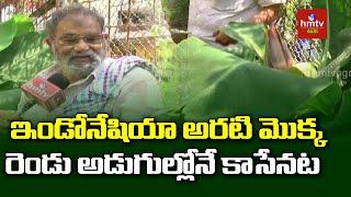 Indonesian Banana Cultivation by Kutumbarao from Vijayawada | hmtv Agri