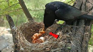 Black drongo bird small babies @onlybirds107