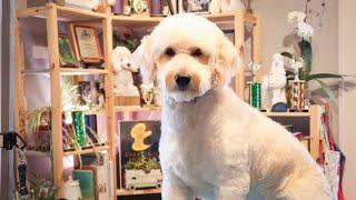 I Want to Be Cuddled | Goldendoodle gets a hair cut by Master Groomer Nicole