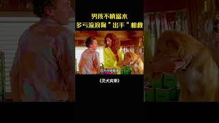 狗狗救主獲溫情，命運弄人終離散#movie#電影#影視解說#靈犬賓果#冒險#喜劇#家庭