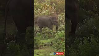 Cute asian baby tusker elephant eating alone beside river at buxa tiger reserve | #shorts #1206