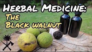 Herbal Medicine: Black Walnut, Making a Tincture