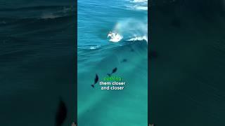 This MIRACLE Dolphin Rescue⁉️ #dolphins #God #save #shark #ocean #miracle #shorts