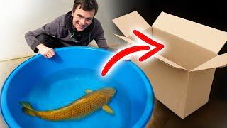 Unboxing my HUGE new pet koi fish!