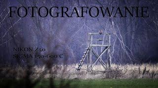 FOTOGRAFOWANIE Z PODCHODU NA OTWARTYM TERENIE FOTOGRAFIA PRZYRODNICZA #fotografia#przyroda#zwierzęta