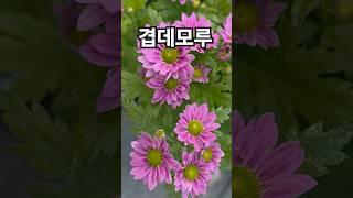 꽃이팡팡 ~ 겹데모루 ~