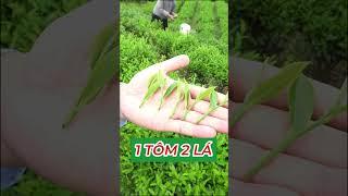 Bí quyết làm nên ấm chè ngon Tân Cương Thái Nguyên #tratancuong #tratancuongthainguyen #chetancuong