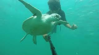 Turtle Tassie 3 wreck Byron Bay