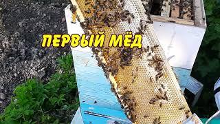 первый мед в 2021