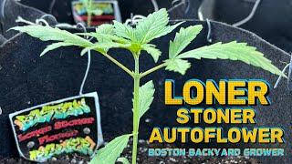 Autoflower Cannabis Outdoor Grow 2024 Week 1-2 | Loner Stoner Autoflowers