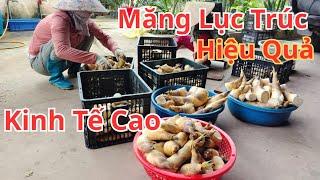 Trồng  măng lục trúc hiệu quả kinh tế cao